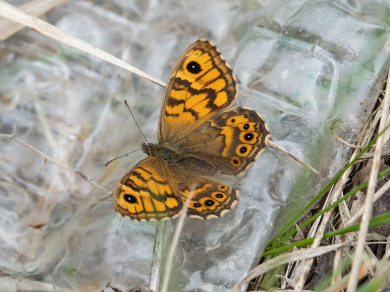 Also known as the wall brown, the wall butterfly is fairly common across England but is absent from most of Scotland - but it's now moving north, with numbers up 244 per cent since 2014. Your best chance of seeing them is on bare ground on a sunny day in the south east and south west of the country in either early June or late August, when the two annual broods are at their height.