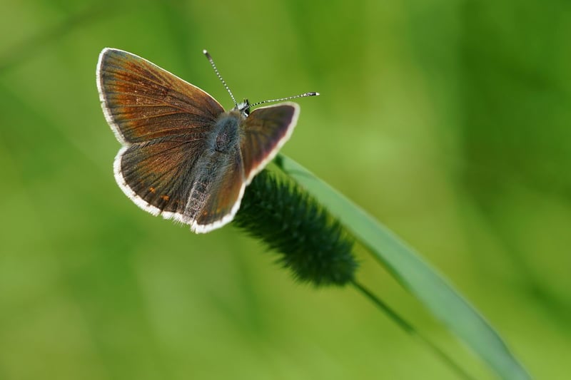 This is one of the trickier butterflies to see in Scotland, you still have a better chance than 10 years ago, with numbers up 55 per cent. Often confused with the female common blue, but with no hint of blue on the upperwings, the northern brown argus can be found in the south east of Scotland and the Borders. Particularly fond of sunny slopes in coastal areas such as the Fife Coastal Path, they are on the wing from May until July.
