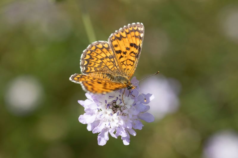 There are 53 per cent more pearl bordered fritillaries in Scotland than in 2014 - making them the tenth most successful species on this list. Early May to the middle of June is your best time to see the orange-and-black butterfly. Look out for them flitting over moorland, sunny hillsides and bracken-covered areas. They can be distinguished from the very similar small pearl-bordered fritillary from the larger number of white markings on the underside of the wing. Despite the name the two butterflies are pretty much the same size.