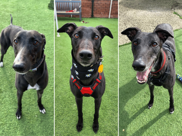 It is proving difficult for Thornberry Animal Sanctuary to find Tilly, Meg or Rue a home.