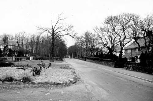 Adel Lane in February 1954. On the right are three houses in individual styles behind low stone walls, the nearest is brick and probably detached. The far houses are covered by the trees and some shrubs. The mock tudor house on the left is also mainly covered by trees.The distant view is thickly wooded but a parked car and a lamp post can be seen in the distance. The stone surrounded plot of land in the foreground has a row of brussel sprouts growing on it.