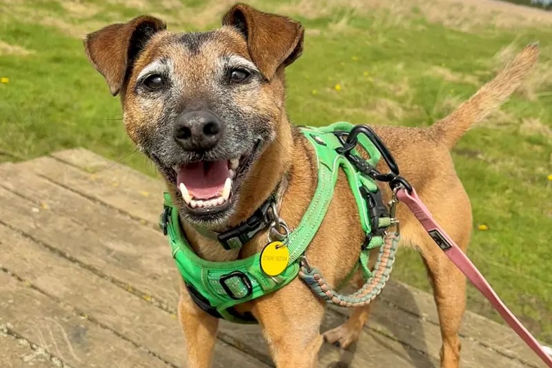 Do you love bubbly little Terriers? Then meet Dexter! He’s an eight-year-old Terrier Crossbreed who is lots of fun and a real joy to be around! He thrives on a fixed routine so he’ll need to be the only pet in a peaceful adult only home so he can properly settle. He does have anxiety and is taking medication for this which our Vet will discuss in more detail. Although he’ll need someone around all the time initially to settle into his new home, once he’s confident he should be ok on his own for a few hours.