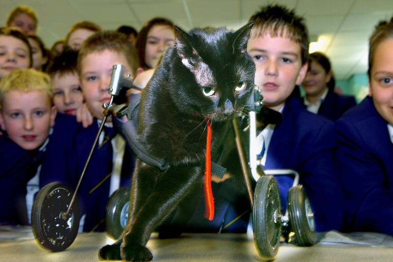 Cat "Charlie" with some of the Highfield High School year seven (Citizenship Classes) pupils who raised Â£50 for Blackpool Cat Rescue