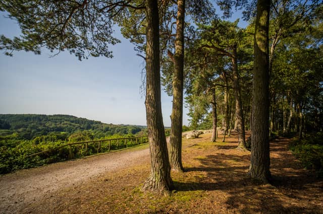 Now, this one’s a bit of a local secret. Head to Rednal, climb the highest point in Lickey Hills, and voilà! A favourite among dog walkers and Sunday strollers. The view from the top is worth the huffing and puffing up the hill. Lickey Hills Country Park is only 11 miles south of Birmingham's city centre yet offers 525 acres of woodlands, heathlands, and grasslands. It's one of Birmingham's most varied parks due to its complex geology.
The on-site facilities at Lickey Hills make it a great family-friendly place to enjoy nature. There is a café with accessible toilets, and a children's play area. The woodland trails are well-signposted with routes that are easily accessible.