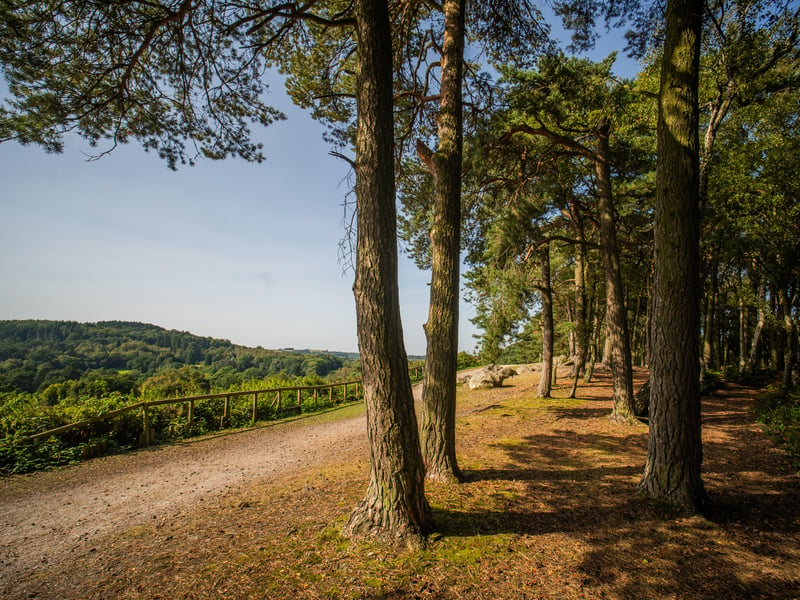 Now, this one’s a bit of a local secret. Head to Rednal, climb the highest point in Lickey Hills, and voilà! A favourite among dog walkers and Sunday strollers. The view from the top is worth the huffing and puffing up the hill. Lickey Hills Country Park is only 11 miles south of Birmingham's city centre yet offers 525 acres of woodlands, heathlands, and grasslands. It's one of Birmingham's most varied parks due to its complex geology.
The on-site facilities at Lickey Hills make it a great family-friendly place to enjoy nature. There is a café with accessible toilets, and a children's play area. The woodland trails are well-signposted with routes that are easily accessible.