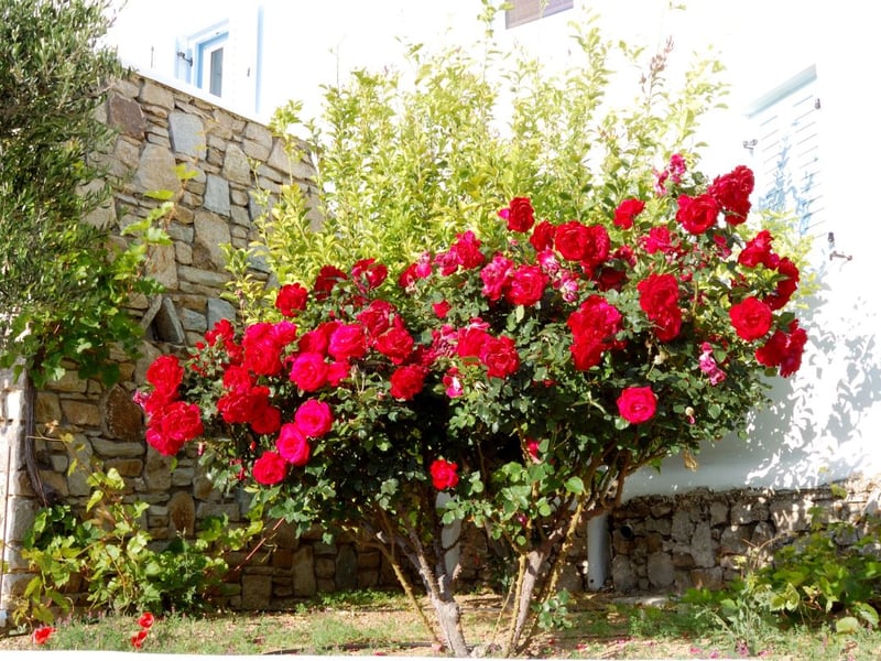 Not just any rose bush though - one that was close to the deceased’s heart as it was originally received as a wedding gift from a loved one.