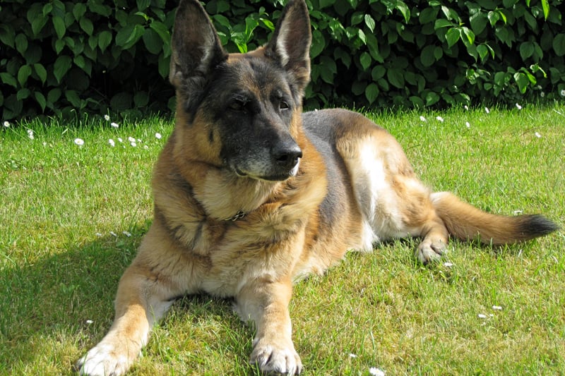 Ranking fourth, German Shepherd had 686 monthly online mentions.
Copyright: Laeliejolie via Wikimedia Commons