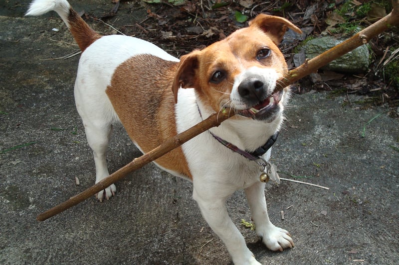 Jack Russell ranked first with 1,116 monthly online mentions.
Copyright: Spider.Dog via Wikimedia Commons
