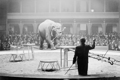 The animal tamers at Kelvin Hall carnival had their creatures do some pretty wild stuff - pictured here is an elephant walking a tightrope.