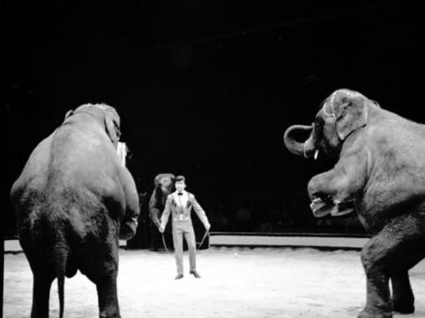 Elephants were trained since birth to be tamed, domesticated, and perform tricks and feats for audiences across Europe.