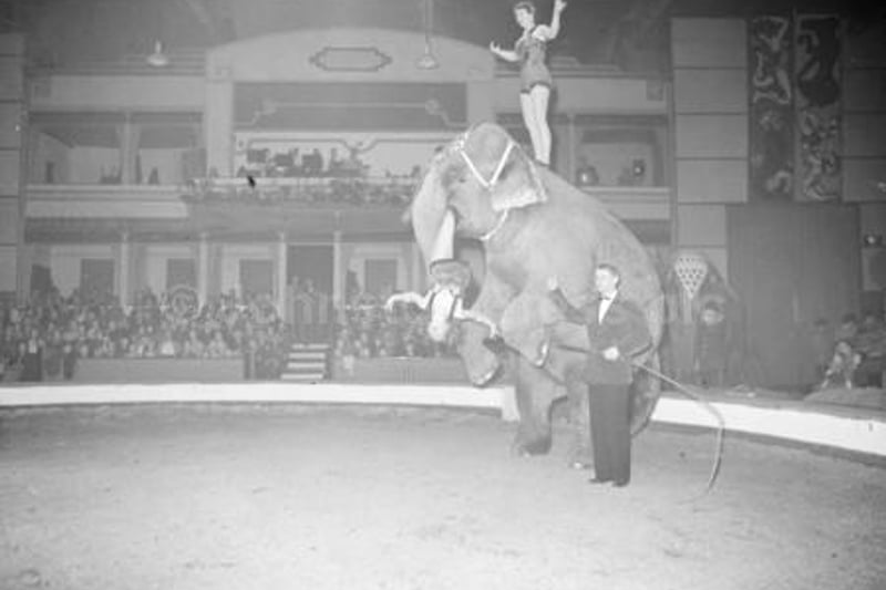 Elephants were a main stay at the old Kelvin Hall Circus