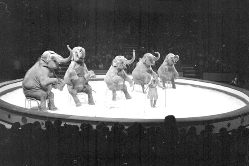 Elephants sit for the audience at the circus at Kelvin Hall, Glasgow, in the 1960s. Picture: Allan Milligan