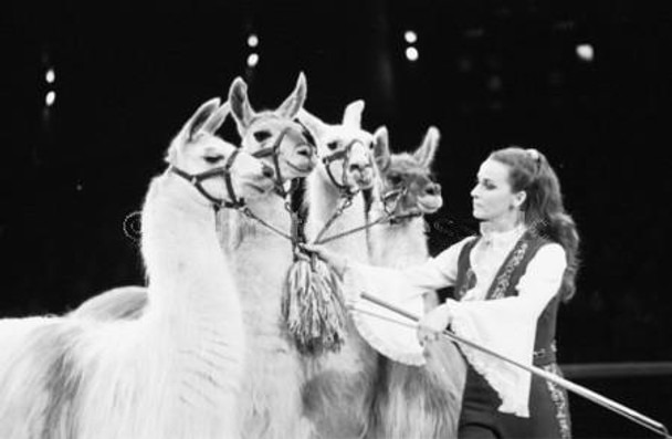 Mary Chipperfield with a performing llamas act in Chipperfield's circus at the Kelvin Hall Glasgow in December 1974.