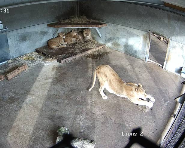Lions are reunited at Yorkshire Wildlife Park