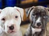 Adopt a dog Sheffield: 2-month-old bulldog puppies "struggling to find homes", says Helping Yorkshire Poundies