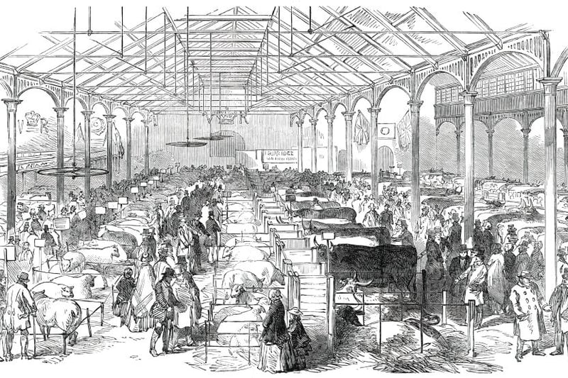 Exhibition of the Birmingham and Midland Counties Agricultural Association, in Bingley Hall, Birmingham, 1850. 'Among the pure breeds exhibited, the show of Herefords deserves to take the highest place. . Among the show of heavier stock in Broad-street was an extraordinary crossbred animal, of gigantic size, but in the framing of which nature seems to have accompanied the increased proportion with great awkwardness of build, and a wide departure from shapeliness. One of the crosses of sheep appeared to contain some admixture of foreign blood, as if an attempt had been made to increase the frame of the animal and its capacity for taking on flesh, at the same time that the square proportions of the native breeds were preserved. In pigs the show was a very large one, and there were some first-rate animals produced'. From "Illustrated London News", 1850. Artist Unknown. (Photo by The Print Collector/Heritage Images via Getty Images