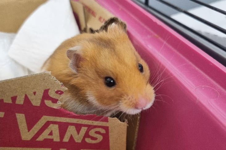 Simon arrived in RSPCA care after his mum was brought into the centre due to over breeding and then gave birth to him and his siblings shortly after! He is a friendly hamster but would benefit from lots of handling in his new home. He will need a large secure set up with plenty of enrichment.