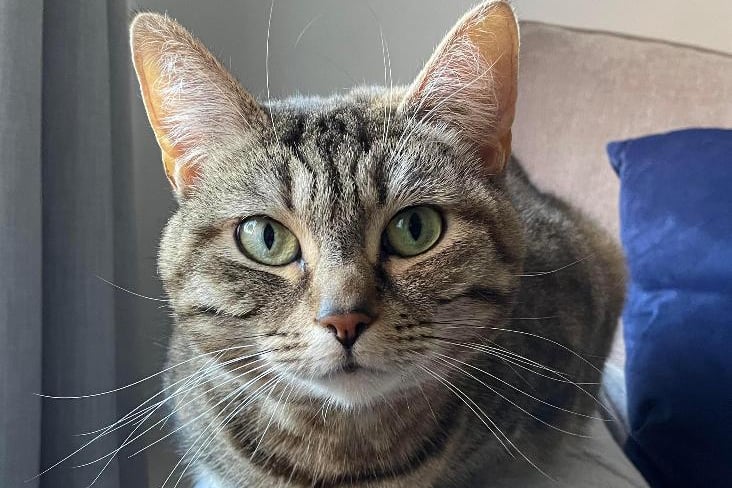 Topsy is another cat looking for a good home at RSPCA Blackpool. Topsy is a very particular cat who is not overly cuddly but will show appreciation with head bumps, wrapping round your legs, occasionally licking you and greeting you with my tail in the air!