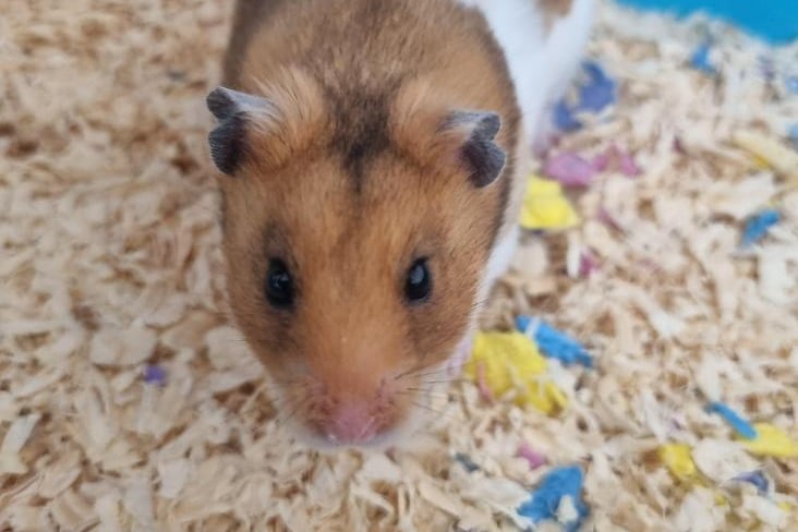 Hugo  is a friendly hamster but would benefit from lots of handling in his new home. He will need a large secure set up with plenty of enrichment.