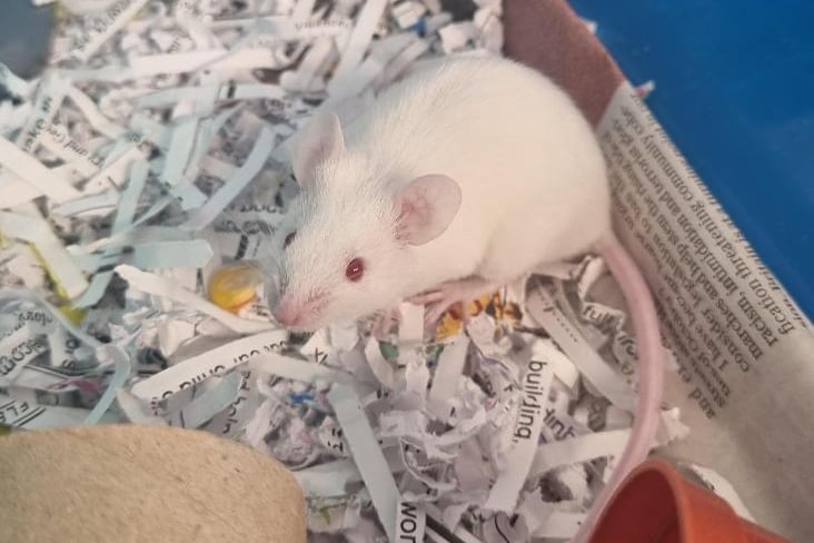 Tito arrived in our care after his mum was removed from a multi mouse house and then gave birth to him and his siblings shortly after. He is a friendly mouse and fine to pick up although he can be very speedy! He will need a large secure set up with plenty of enrichment.