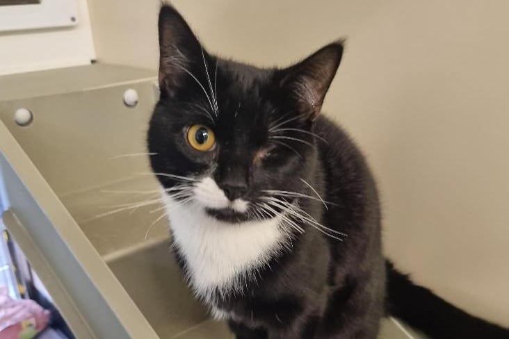 This cheeky chap is Milo. He arrived in RSPCA care after being removed from his owner due to welfare concerns. He is super friendly, gives amazing cuddles. Milo lost his left eye the result of a severe cat flu infection but has coped brilliantly since his operation and doesn’t seem fazed by the change. Milo will just need to live inside as he can spread flu to other cats 