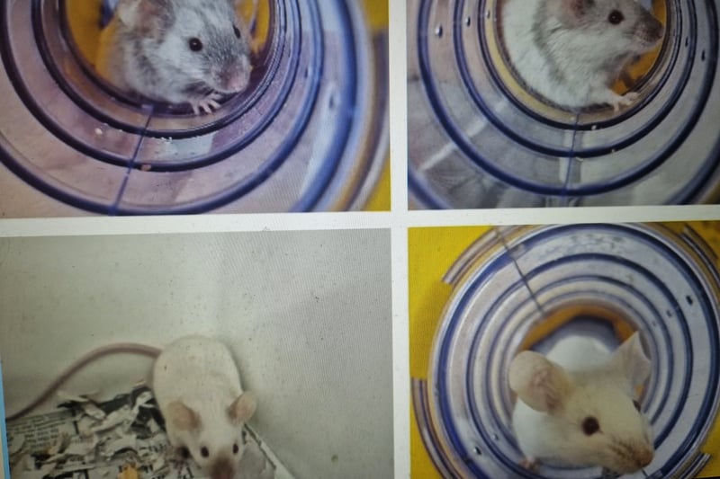 Female mice; Wynn, Sarah, Mary and Sabrina are looking for a new home after their owner was unable to care for them anymore. They are friendly and active mice who are very quick when being handled so they are not suitable for young children. It is essential that they are placed in large secure accommodation to avoid any escapes and that they have plenty of enrichment to keep them entertained. We would like the girls to be rehomed together.