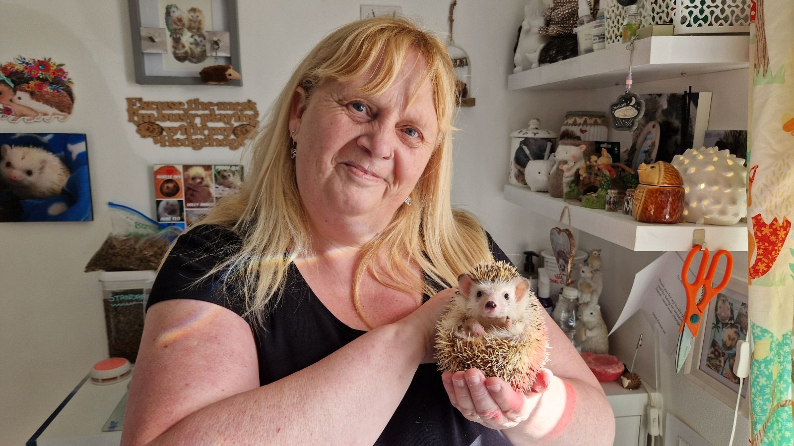 Video: Woman shares her love of rescuing African Pygmy Hedgehogs for National Pet Month 2024