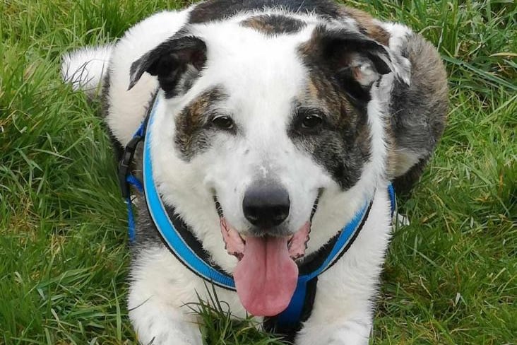 Lovely older boy Brin, breed unknown, was sadly abandoned by his previous family. He has been very friendly to everyone he has met in his time at the shelter, including vets. He is still very active and likes to keep busy, go on walks, and have free time outside.