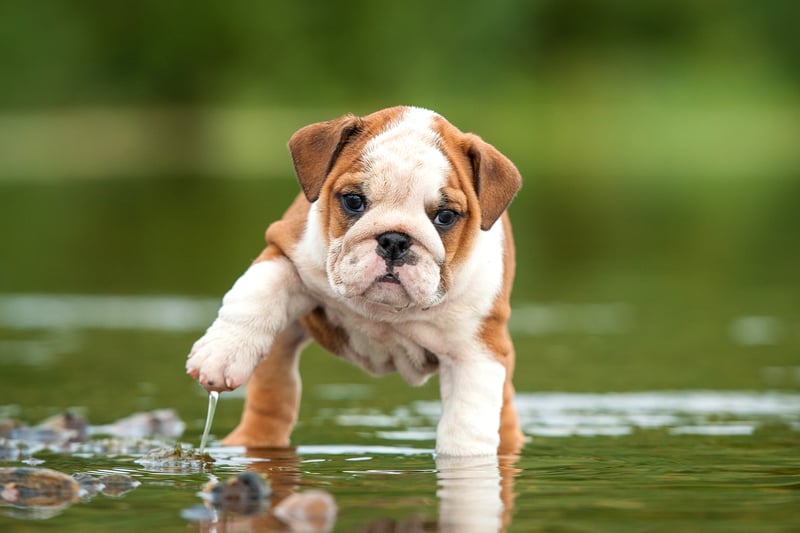 Previously featuring in the top ten for Liverpool and the North West, Bulldogs took the top spot. The medium sized dogs are often known as English Bulldogs or British Bulldogs, and are considered to be loyal.