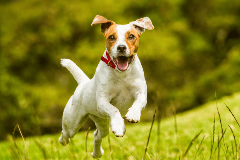 Jack Russell Terriers came in at number two. Known for being energetic, the little dogs were originally bred for fox hunting but are now popular family dogs.