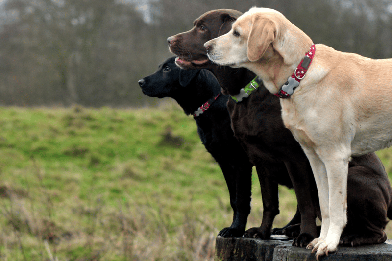 Labradors were third most popular, with the even-tempered and gentle dogs having a reputation as a great option for families.