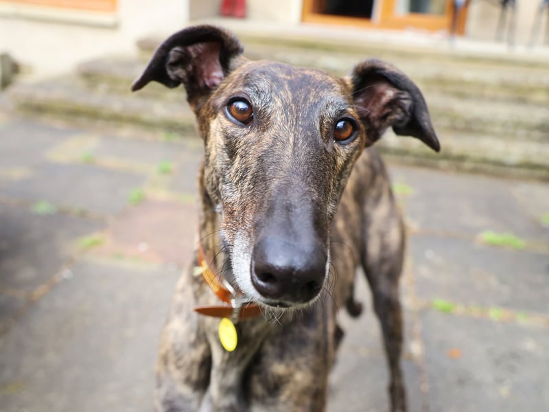 Six-year-old Thomas is a Borzoi Crossbreed who is fully housetrained. He loves snoozing on a big couch with his friends.