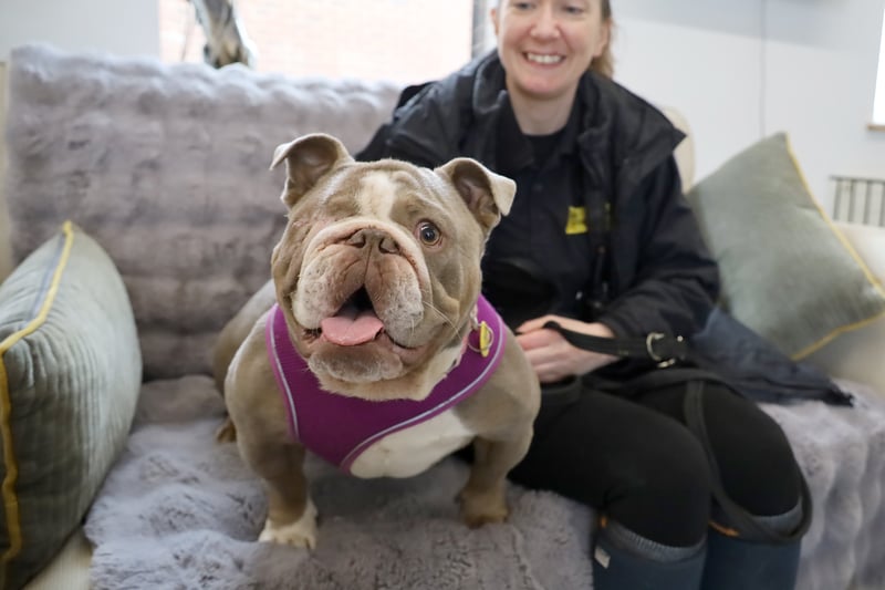 One-year-old Bulldog Ruby loves everyone she meets. She recently lost an eye, but this has not slowed her down at all. She would be fine with children, but would need to be the only pet.