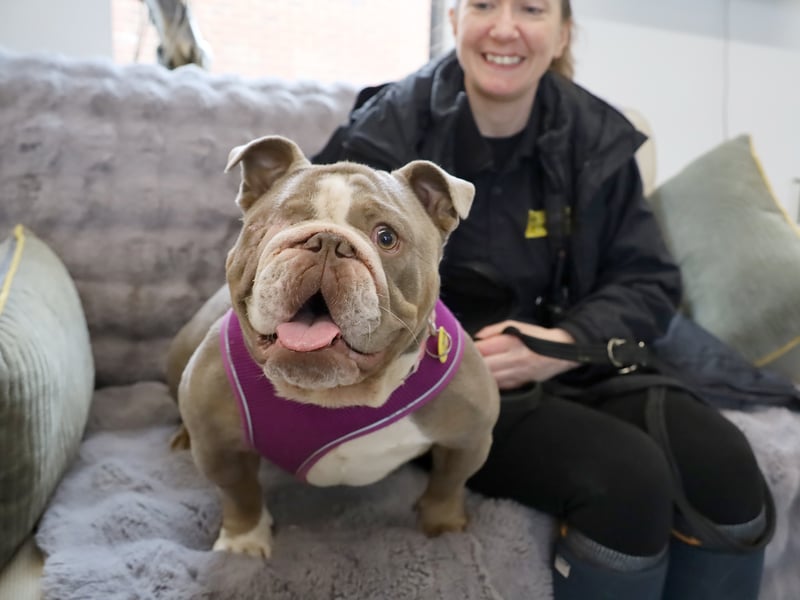 One-year-old Bulldog Ruby loves everyone she meets. She recently lost an eye, but this has not slowed her down at all. She would be fine with children, but would need to be the only pet.