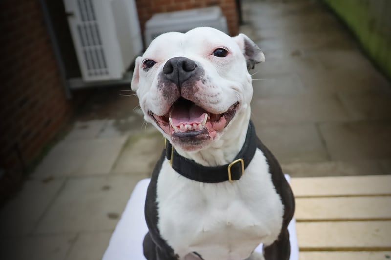 Bella is a six-year-old Staffy who loves plenty of fuss and attention. She greets everyone with her trademark waggy tail. She would suit a peaceful home with a family who understands her needs.