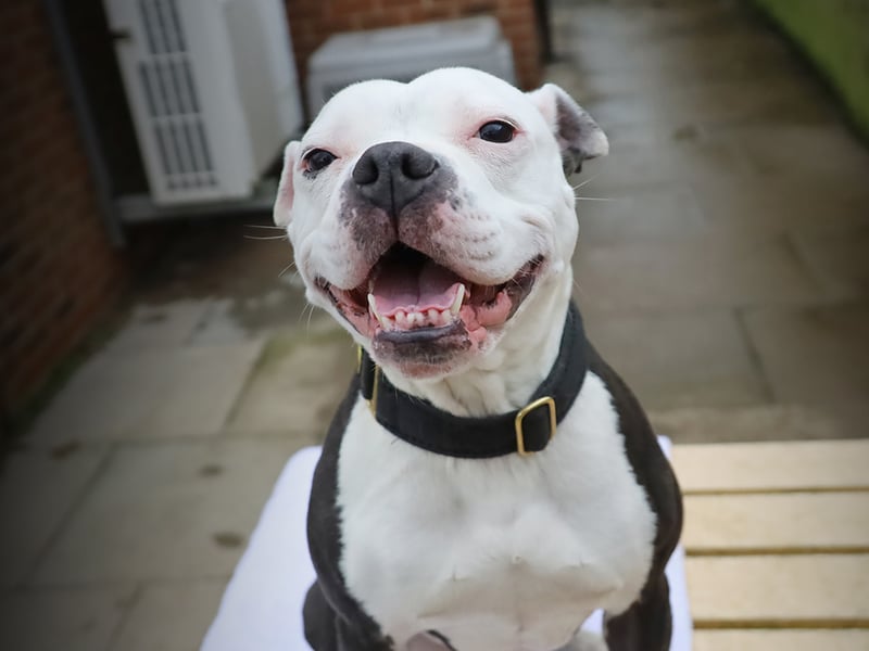 Bella is a six-year-old Staffy who loves plenty of fuss and attention. She greets everyone with her trademark waggy tail. She would suit a peaceful home with a family who understands her needs.