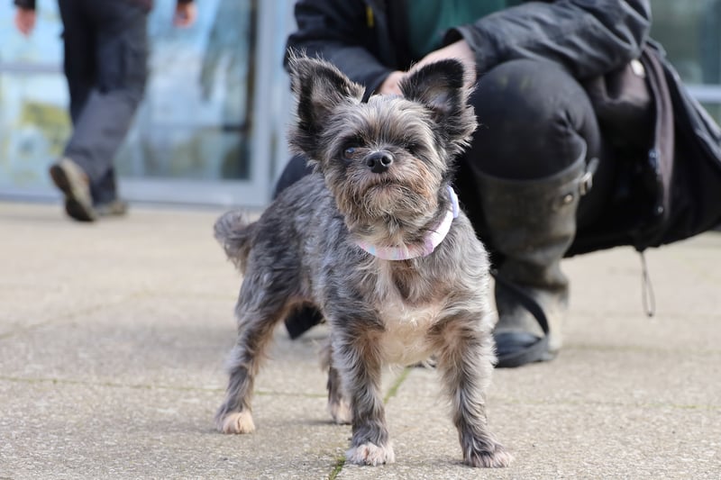 Eight-year-old Cleo is a Yorkshire Terrier Chihuahua Crossbreed who loves her independence. She would suit a quiet home, but is already housetrained and is easy to walk on the lead.