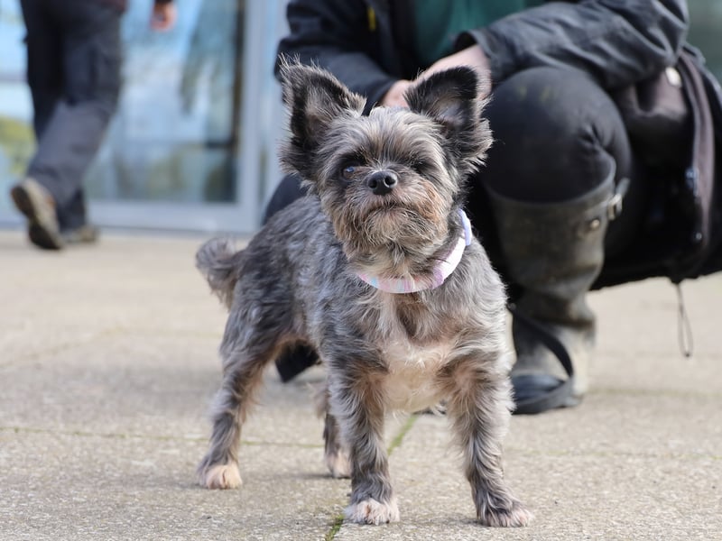Eight-year-old Cleo is a Yorkshire Terrier Chihuahua Crossbreed who loves her independence. She would suit a quiet home, but is already housetrained and is easy to walk on the lead.