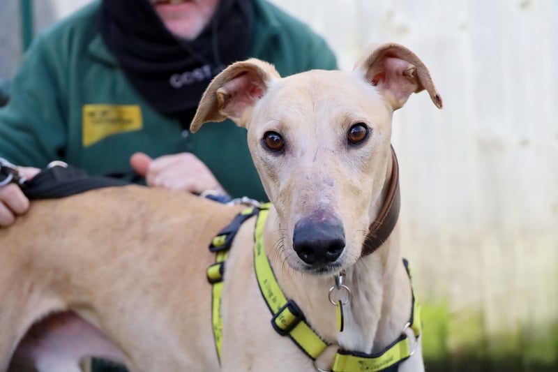 Stunning four-year-old Rory is a friendly Lurcher who was found as a stray. He doesn't like being on his own, so would need his new family to be around all the time initially.