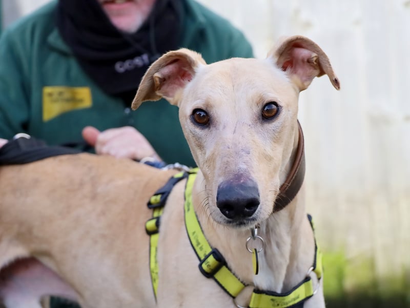 Stunning four-year-old Rory is a friendly Lurcher who was found as a stray. He doesn't like being on his own, so would need his new family to be around all the time initially.