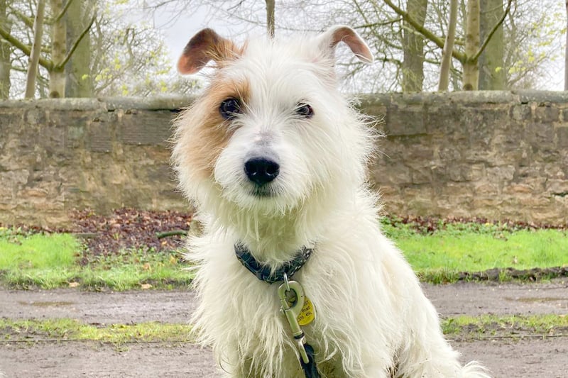 Misty is an eight-year-old Jack Russell Cross who is looking for an adult-only home. He loves a walk and would make a fun companion.