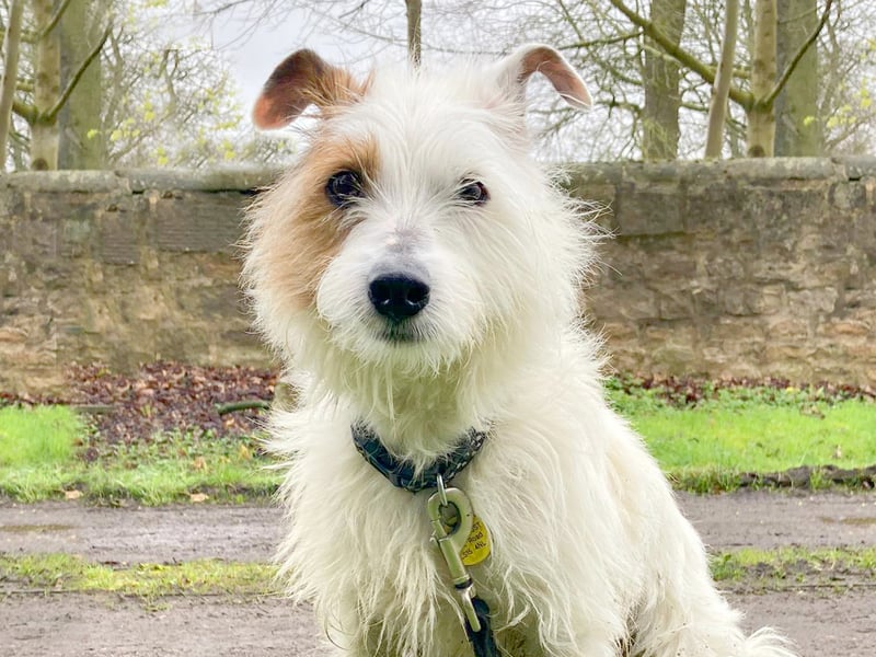 Misty is an eight-year-old Jack Russell Cross who is looking for an adult-only home. He loves a walk and would make a fun companion.