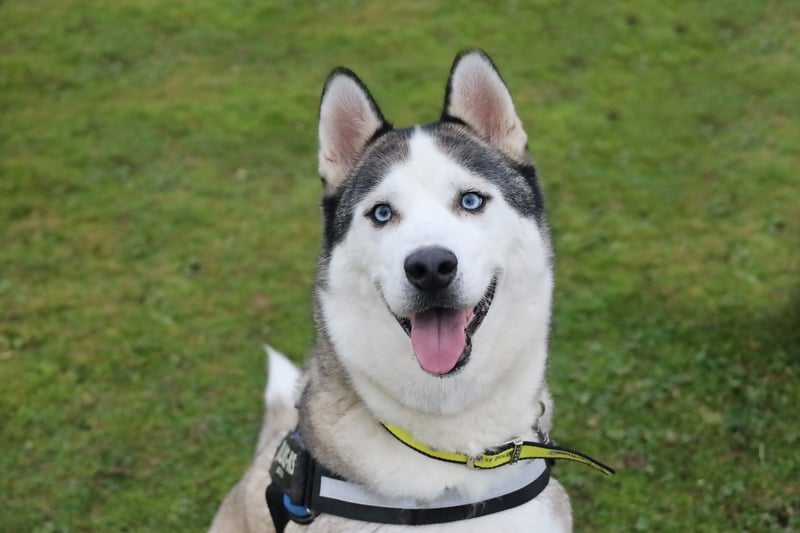 Four-year-old Rocky is a Husky who is looking for a forever home. He is a dog who loves exercise, but also time to chill on a sofa after a long walk.