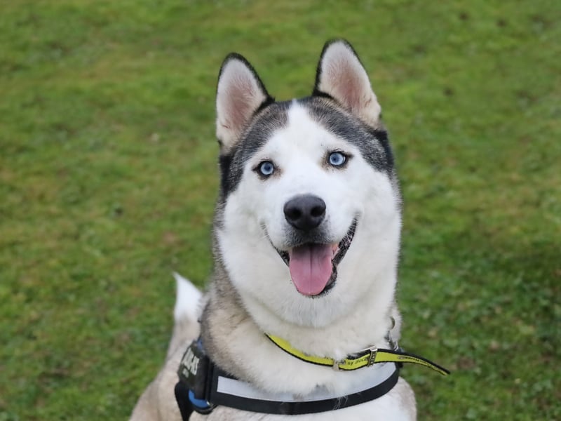 Four-year-old Rocky is a Husky who is looking for a forever home. He is a dog who loves exercise, but also time to chill on a sofa after a long walk.