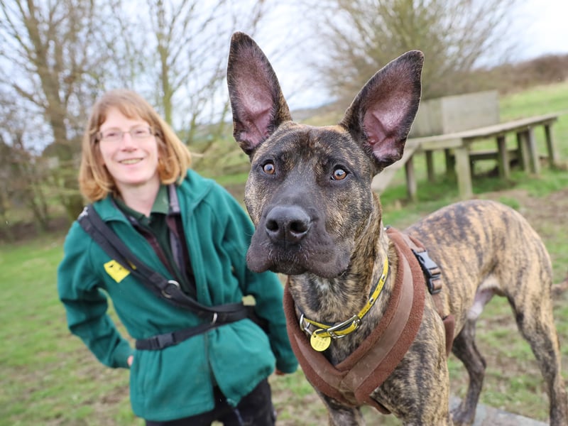 Playful 11-month-old Kaye is a Crossbreed who loves treats. He needs a little space when he meets new people, but once he's comfortable will be very playful.