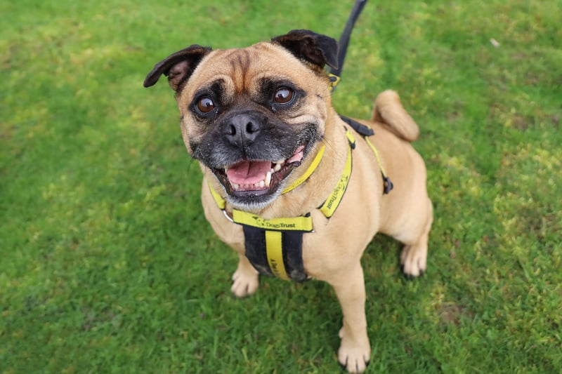 Daisy is a seven-year-old Pug Crossbreed who is very playful. She enjoys her training, so teaching her new tricks would be easy. She would need a family who would be up for continuing her training.