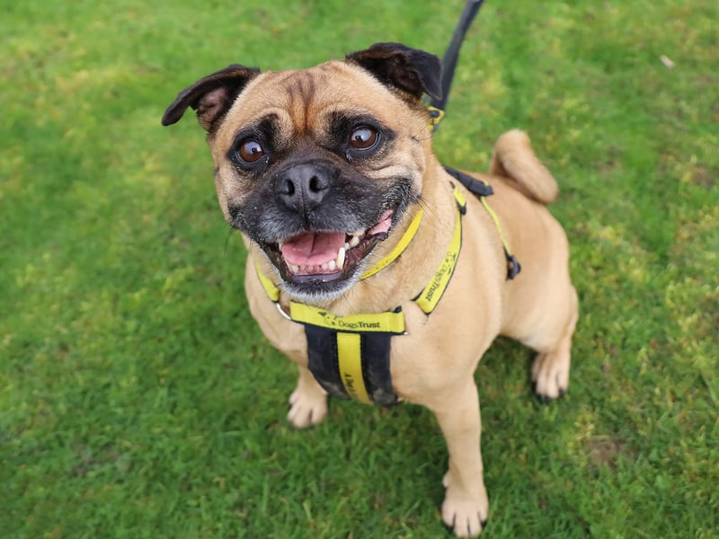 Daisy is a seven-year-old Pug Crossbreed who is very playful. She enjoys her training, so teaching her new tricks would be easy. She would need a family who would be up for continuing her training.