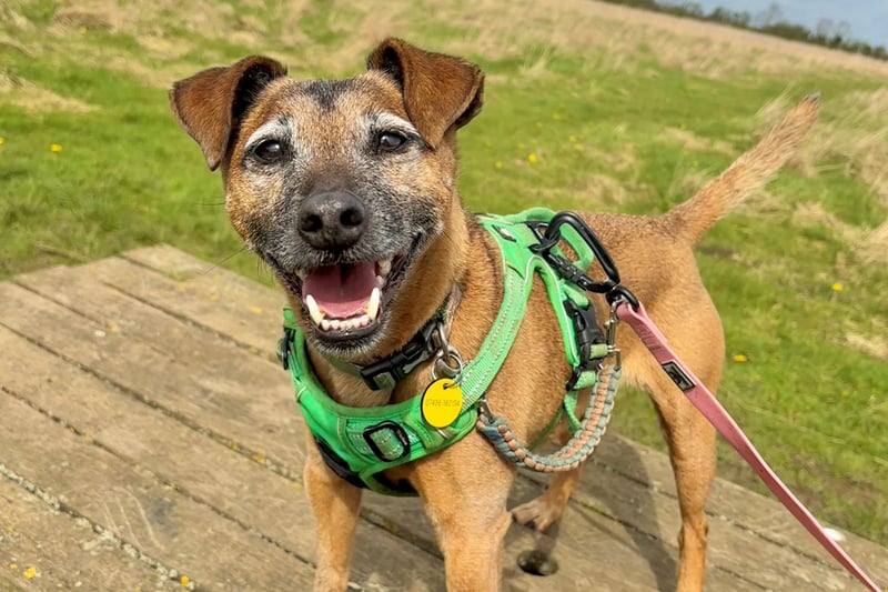 Eight-year-old Dexter is a Terrier Crossbreed who is a real joy to be around. He thrives on a fixed routine, so would need to be the only pet in a home without children.
