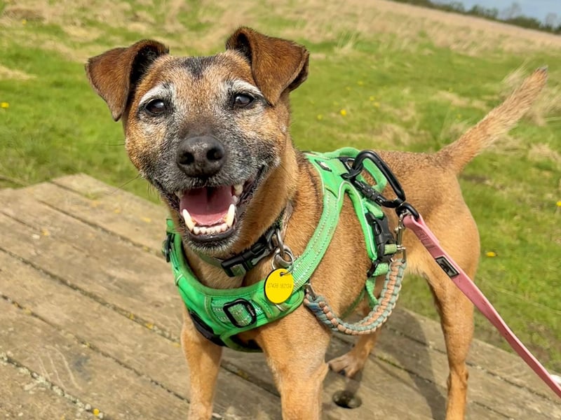 Eight-year-old Dexter is a Terrier Crossbreed who is a real joy to be around. He thrives on a fixed routine, so would need to be the only pet in a home without children.