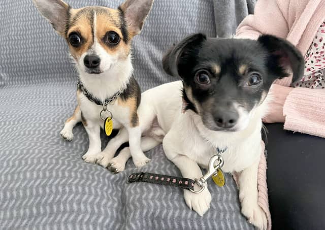 Adorable mother and son duo Janet and John are looking for a new home together. They are quite nervous, so would need a calm, quiet, adult-only home.